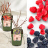Beeren-Mix Beerenduett, 2er-Set
