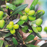 Olivenbusch