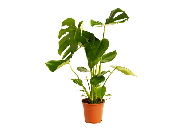 productNameHtml