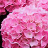 Gartenhortensie Rock & Roll