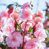 Gartenkamelie, rosa