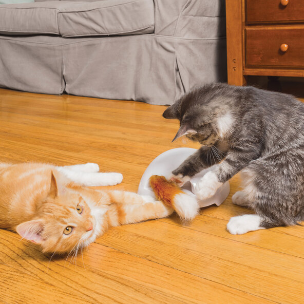 Automatisches Katzenspielzeug Fox Den: Eine Spielzeugburg mit mehreren Öffnungen, aus denen ein Spielzeug herausragt, um Katzen zum Spielen zu animieren.
