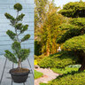 Leyland-Zypresse Bonsai