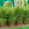 Gartenbambus Grünes Asien