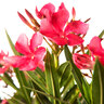 Oleander-Stamm, rot
