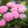 Gartenhortensie Rock & Roll