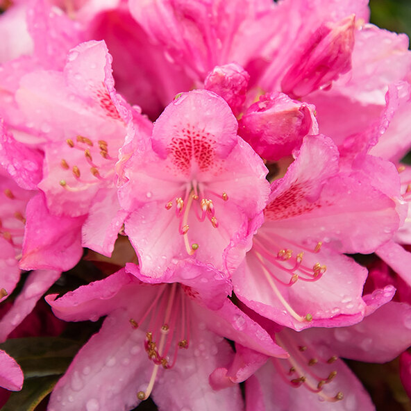 Zwerg-Rhododendron Blattzauber