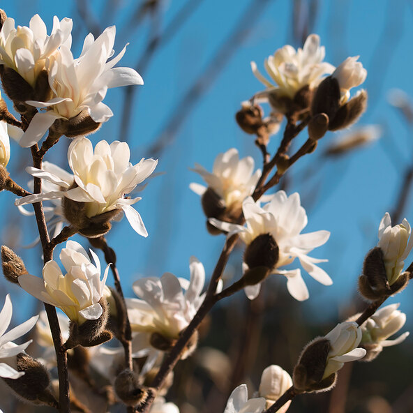 Sternmagnolie Sternenhimmel