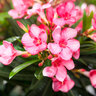Oleander-Stamm, rot