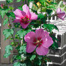 Gartenhibiskus MegaBiskus