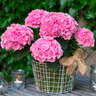 Gartenhortensie Rock & Roll