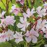Oleander-Stamm, rosa