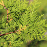 Thuja Brabant, 20er-Set + Dünger