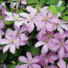 Waldrebe Clematis, 3er-Set