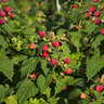 Beeren-Mix Beerenduett, 2er-Set