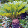 XXL-Palmfarn