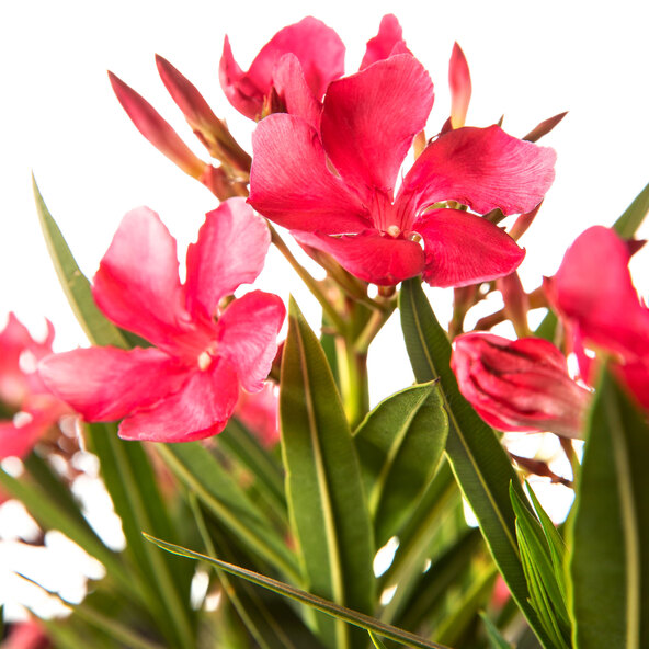 Oleander-Stamm, rot