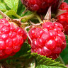 Beeren-Mix Beerenduett, 2er-Set