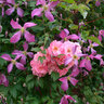 Kletterrosen und Clematis 3er-Set