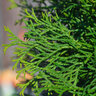 Lebensbaum-Hecke Thuja Smaragd, 30 Stk.
