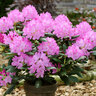 Rhododendron hybride, pink