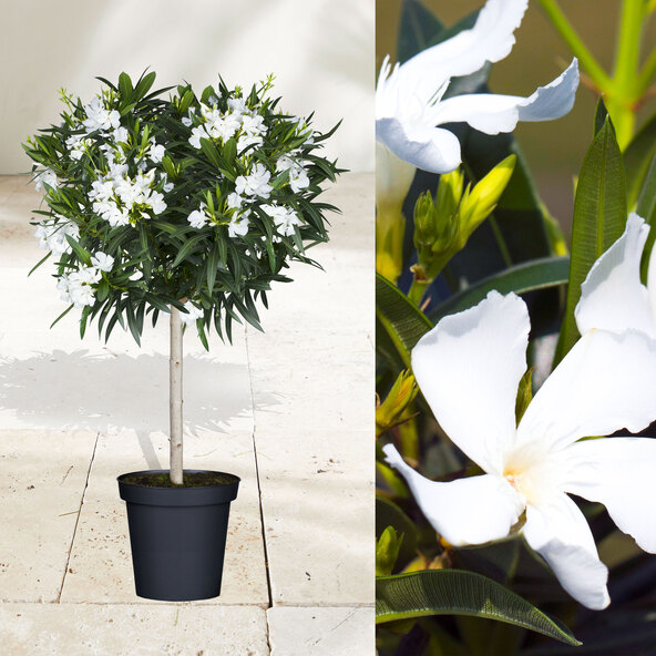Oleander-Stamm, weiß