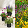 Stauden-Set Frühling, 12er-Set