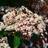 Photinia Red Robin, 220–240 cm 