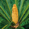 XXL-Palmfarn