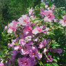Gartenhibiskus MegaBiskus