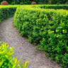 Liguster-Hecke, ovalblättrig, 30 Stk.