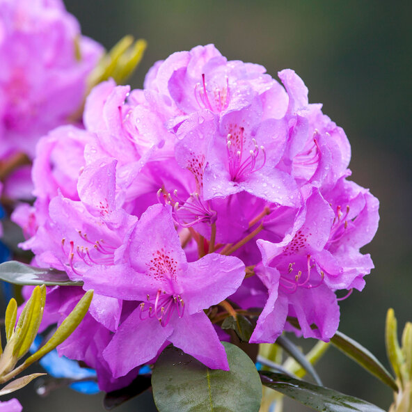 Rhododendron, 2er-Set