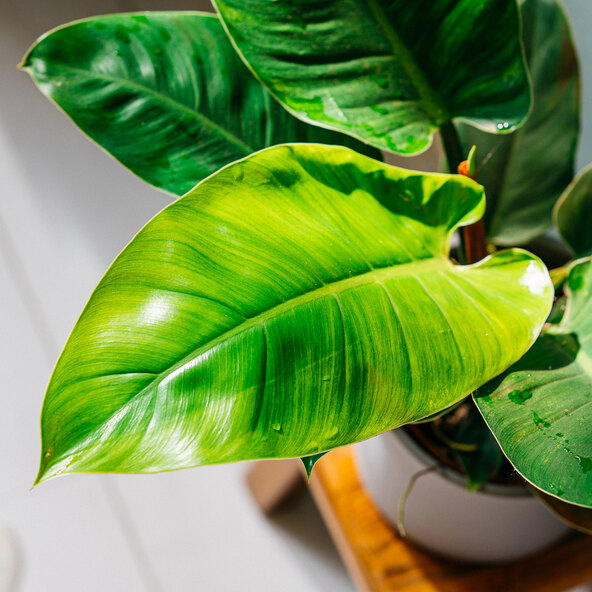 Philodendron Imperial Green