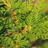 Lebensbaum-Hecke Thuja Brabant, 10 m