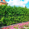Lebensbaum-Hecke Thuja Brabant, 10 m
