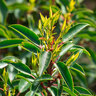 Kirschlorbeer Angustifolia, 3er-Set