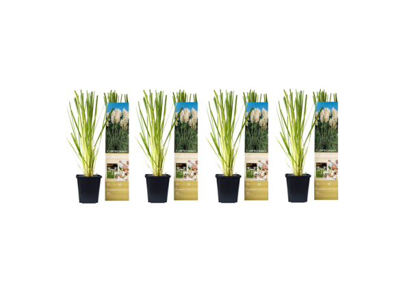 productNameHtml