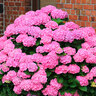 Gartenhortensie Rock & Roll