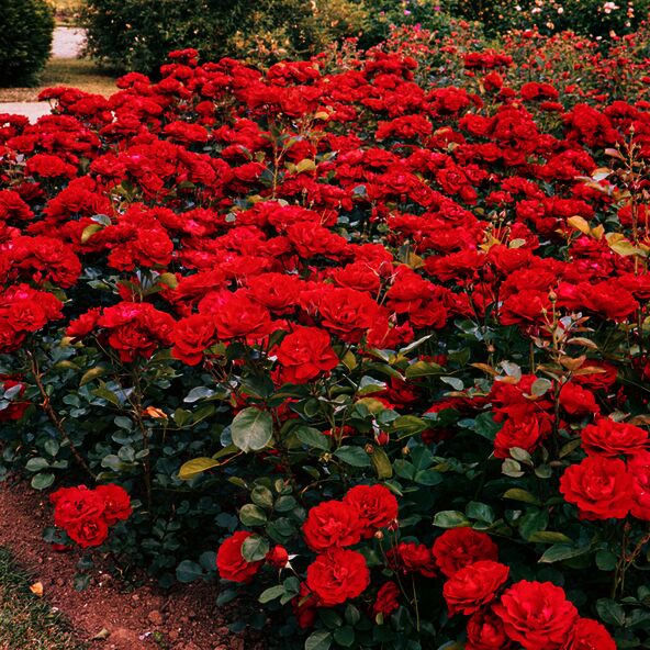 Drei rote Edelrosen der Sorte 'Dame de Coeur' in voller Blüte, vor einem unscharfen, hellen Hintergrund. Die Rosen zeigen eine intensive, samtige Textur.