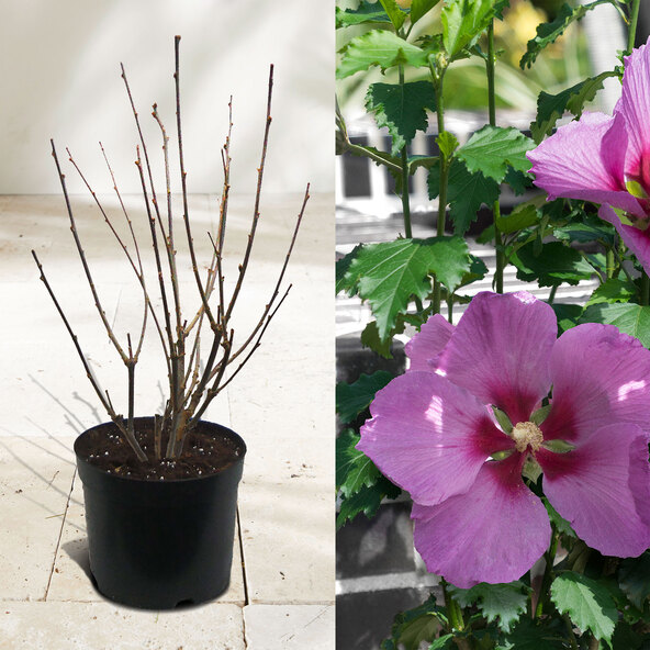 Gartenhibiskus MegaBiskus