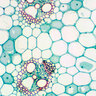 Mikroskop-Set Bino Researcher