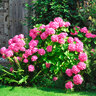 Gartenhortensie Rock & Roll