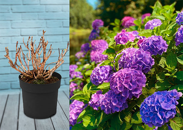 Bauernhortensie Purple Bang Bauernhortensie Purple Bang