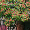 Photinia Red Robin, 220–240 cm 