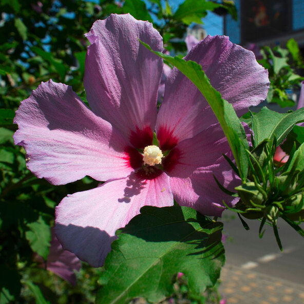 Gartenhibiskus MegaBiskus