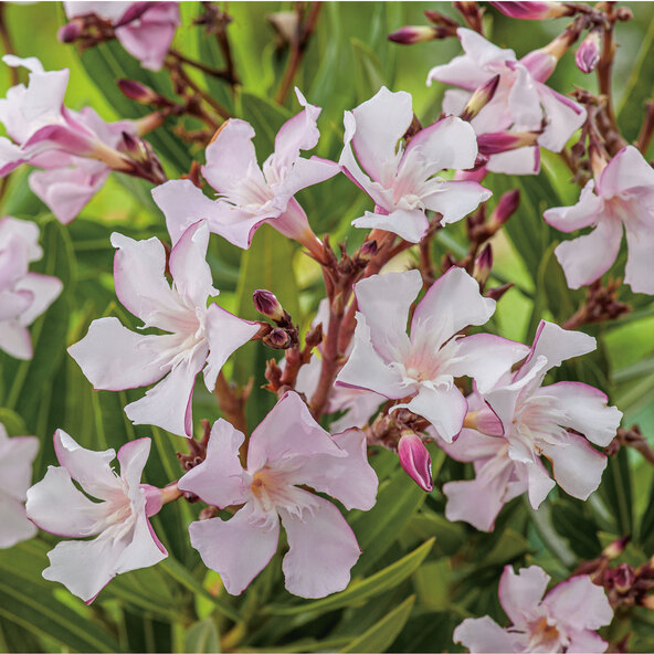 Oleander Busch Trio