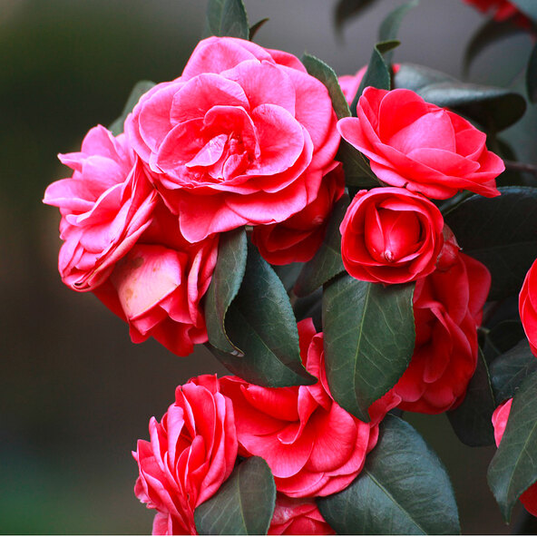 Gartenkamelie, rot