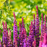 Stauden-Set Frühling, 12er-Set