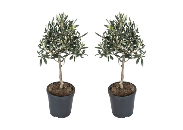 productNameHtml