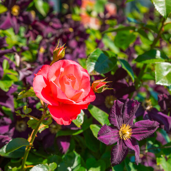Kletterrosen und Clematis 3er-Set